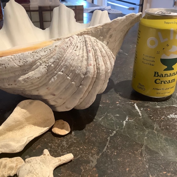 Antique Clam Shell Tridacna Gigas huge collectible unique - Picture 12 of 17